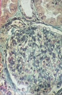 Image of Histology
