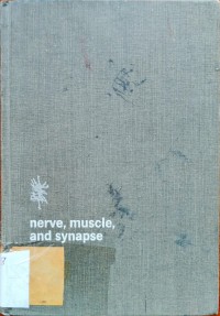 Image of nerve, muscle, and synapse